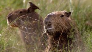 Video post by @bbcearth on YouTube