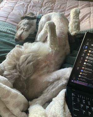 Image post by @floofy.coopy.doodle on Instagram