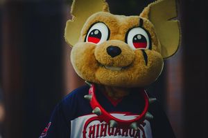 Image post by @chico_epchihuahuas on Instagram