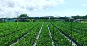 Image post by @alpertongfidanligi on Instagram