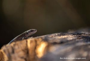 Image post by @rspb on Instagram