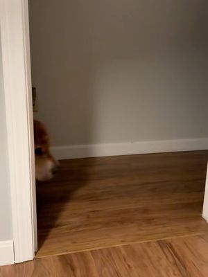 Image post by @weratedogs on Instagram