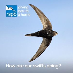 Image post by @rspb on Instagram