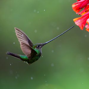 Image post by @animalplanet on Instagram
