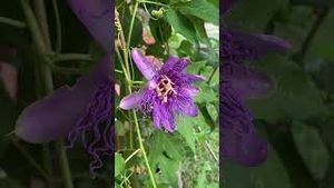 Video post by @annathearcher on YouTube