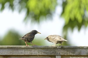 Image post by @rspb on Instagram