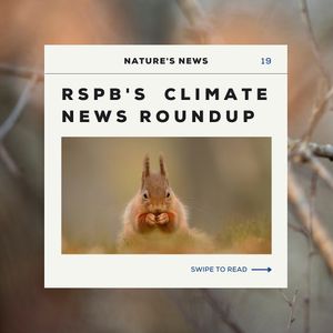 Image post by @rspb on Instagram