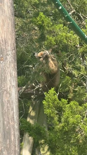 Video post by @GulfBreezeZoo on Facebook