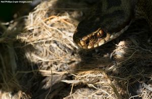 Image post by @rspb on Instagram