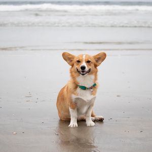 Image post by @ziggy_thecorg on Instagram