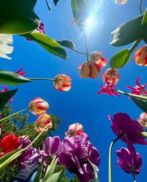 Image post by @igdc on Instagram