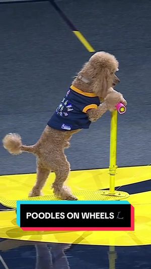 Video post by @pacers on TikTok