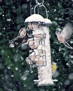 Image post by @rspb on Instagram