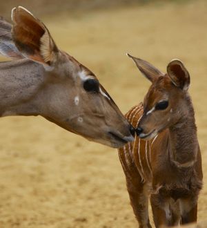 Image post by @sandiegozoo on Instagram