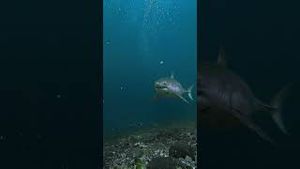 Video post by @gopro on YouTube