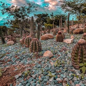 Image post by @donvitocorniel on Instagram