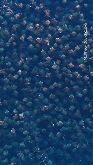 Video post by @bbcearth on Instagram