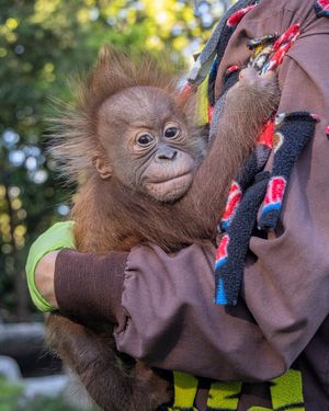 Image post by @sandiegozoo on Instagram