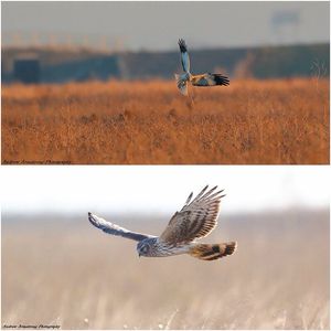 Image post by @rspb on Instagram