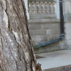 Image post by @squirrels.mizzou on Instagram