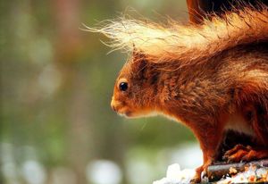 Image post by @rspb on Instagram