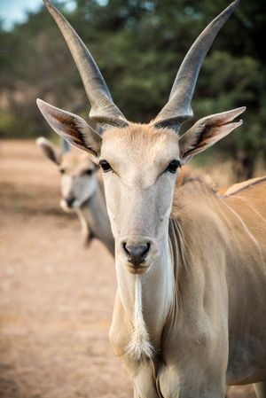 Image post by @AnimalPlanet on Twitter