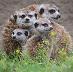 Image post by @sandiegozoo on Instagram