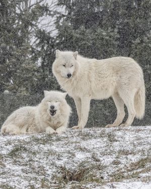 Image post by @thetorontozoo on Instagram