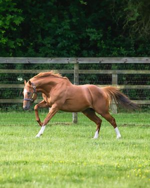 Image post by @juddmonte on Instagram