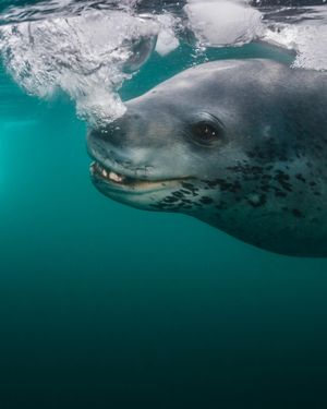Image post by @sealegacy on Instagram