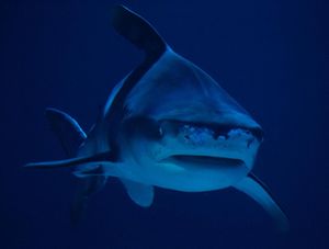 Image post by @zk_multimedia on Instagram