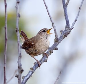 Image post by @rspb on Instagram