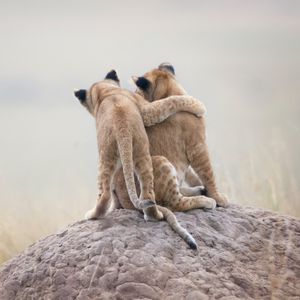 Image post by @animalplanet on Instagram