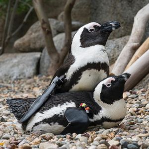 Image post by @sandiegozoo on Instagram