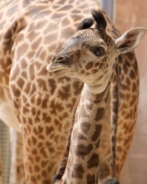 Image post by @thetorontozoo on Instagram