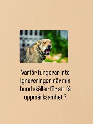 Image post by @det_goda_hundagarskapet on Instagram