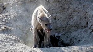 Video post by @bbcearth on YouTube
