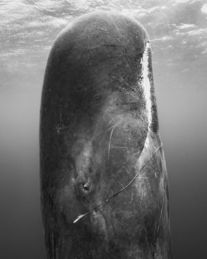 Image post by @paulnicklen on Instagram