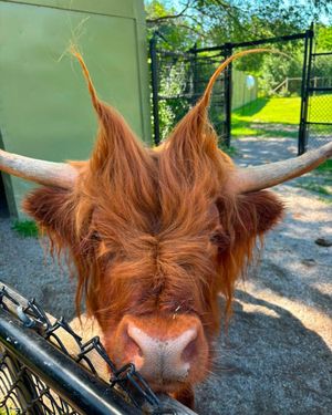 Image post by @thetorontozoo on Instagram