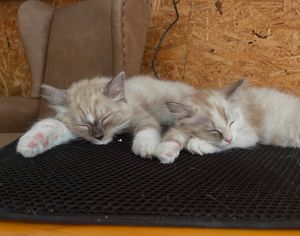 Image post by @brunrik.and.pyrene.ragdolls on Instagram