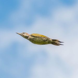 Image post by @rspb on Instagram