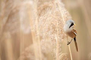 Image post by @rspb on Instagram