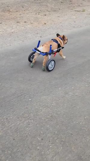 Video post by @walkinpetsUS on Facebook