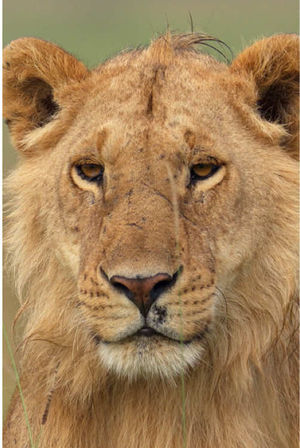 Video post by @natgeotv on TikTok