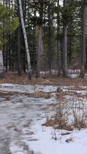 Video post by @CMcalgary on Facebook