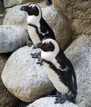 Image post by @sandiegozoo on Instagram