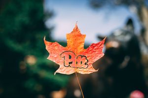 Image post by @pittadmissions on Instagram