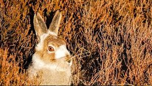 Video post by @bbcearth on YouTube