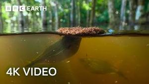 Video post by @bbcearth on YouTube