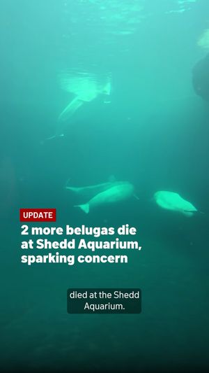 Video post by @nbcchicago on Instagram